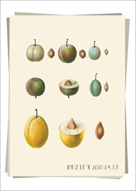 李子 果核 果实 水果图鉴