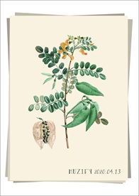 山扁豆 植物图鉴