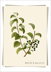 黑樱桃 植物图鉴