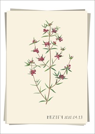 石楠花 植物图鉴