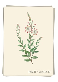 矢车菊 植物图鉴