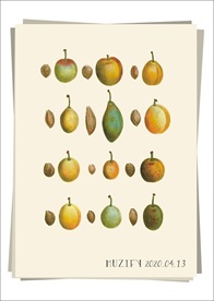 桃子 果实 果核 水果图鉴