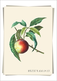 桃子  水果图鉴