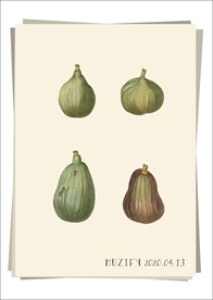 4款入 无花果 水果图鉴