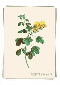 黄色鸢尾 植物图鉴