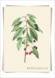 樱桃树 植物图鉴