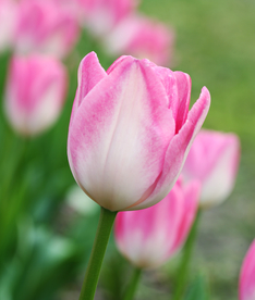 金秋红叶2020专辑