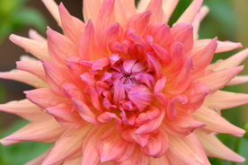 大丽花美丽图片