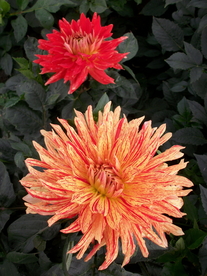 大丽花美丽图片