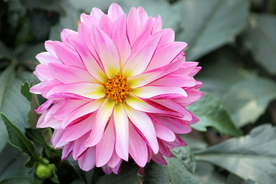 大丽花美丽图片