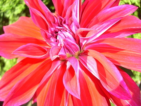 大丽花美丽图片