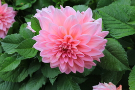 大丽花美丽图片