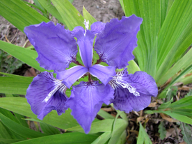 清新唯美花朵图片