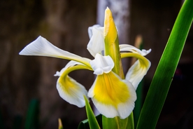 清新唯美花朵图片