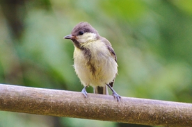 山雀-空山鸟语图片
