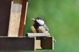 山雀-空山鸟语图片