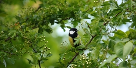山雀-空山鸟语图片