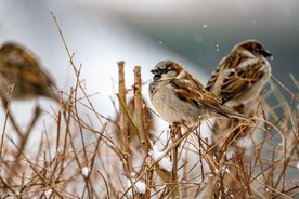 麻雀-空山鸟语图片