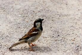 麻雀-空山鸟语图片