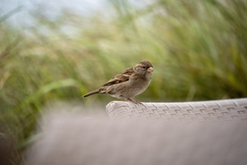 麻雀 空山鸟语图片