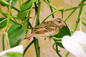 麻雀 空山鸟语图片