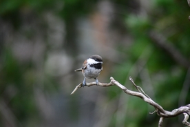麻雀 空山鸟语图片