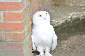 猫头鹰 空山鸟语图片