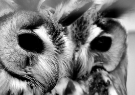 猫头鹰 空山鸟语图片