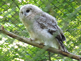 猫头鹰空山鸟语图片