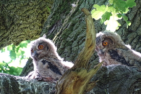 猫头鹰空山鸟语图片
