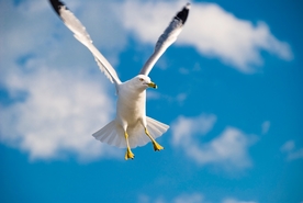 海鸥空山鸟语图片