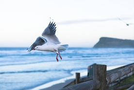 海鸥空山鸟语图片