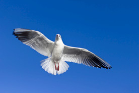 海鸥空山鸟语图片