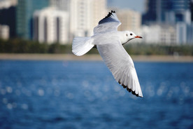 海鸥空山鸟语图片