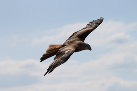 老鹰空山鸟语图片