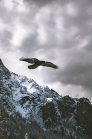 老鹰空山鸟语图片