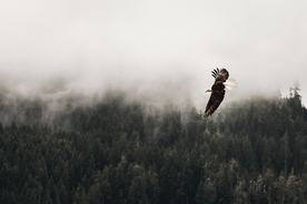 老鹰空山鸟语图片