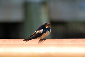 燕子空山鸟语图片
