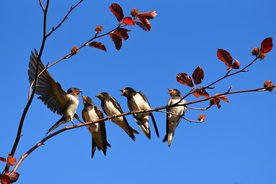 燕子空山鸟语图片