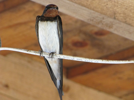 燕子空山鸟语图片