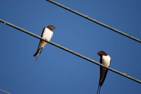 燕子空山鸟语图片