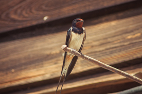 燕子空山鸟语图片