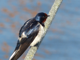 燕子空山鸟语图片