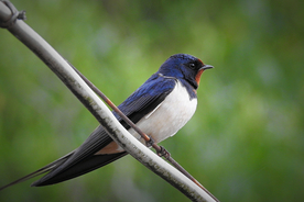 燕子空山鸟语图片