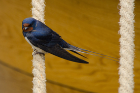 燕子空山鸟语图片