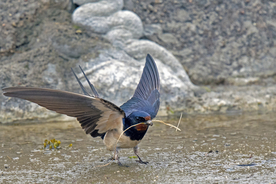 燕子空山鸟语图片