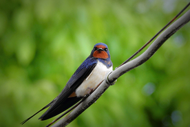 燕子空山鸟语图片