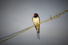 燕子空山鸟语图片