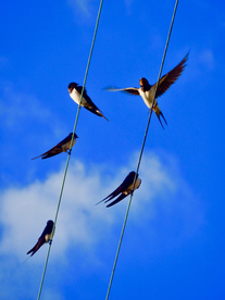 燕子空山鸟语图片