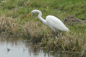 白鹭空山鸟语图片